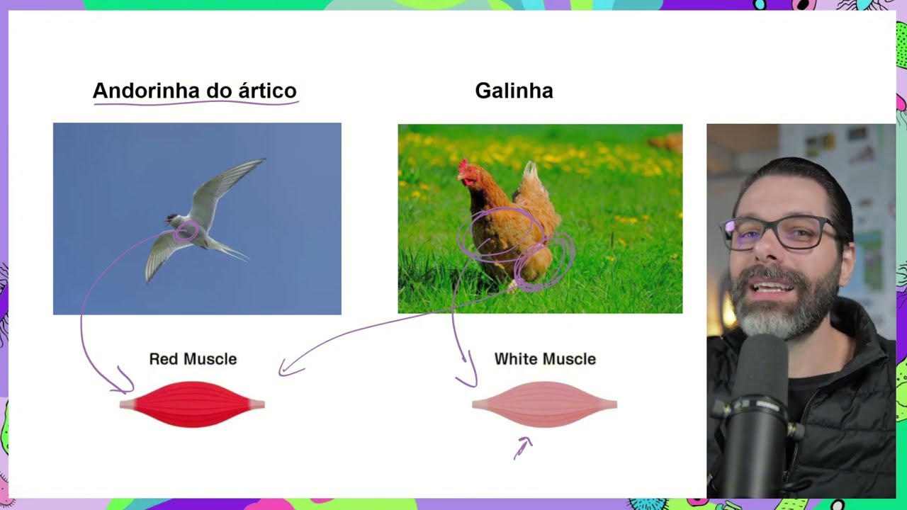 FIBRAS MUSCULARES VERMELHAS (Contração lenta) E BRANCAS (Contração rápida)