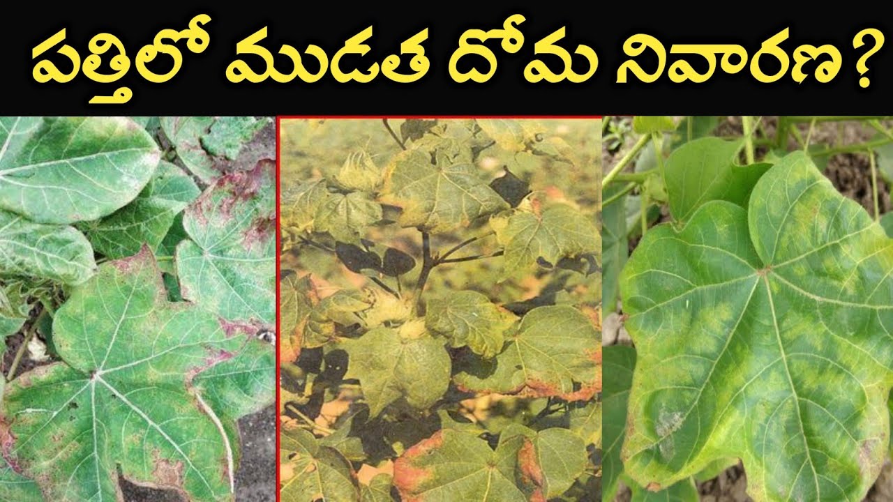 పత్తిలో ముడత,దోమ నివారణ? pathilo doma nivarana | pathilo mudatha nivarana | Rythuseva Agritech
