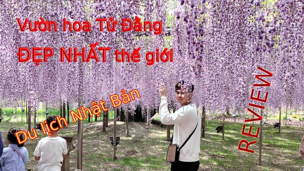 Vườn hoa Tử Đằng ĐẸP NHẤT thế giới | Cuộc sống ở Nhật Bản