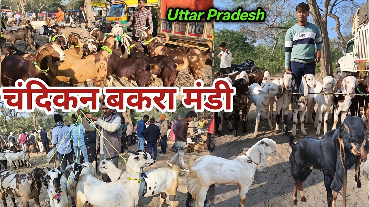 चंदिकान बकरा मंडी के स्पेशल नस्ल के बकरे Chandikan Bakra Mandi Pratapgarh Uttar Pradesh #bakramandi