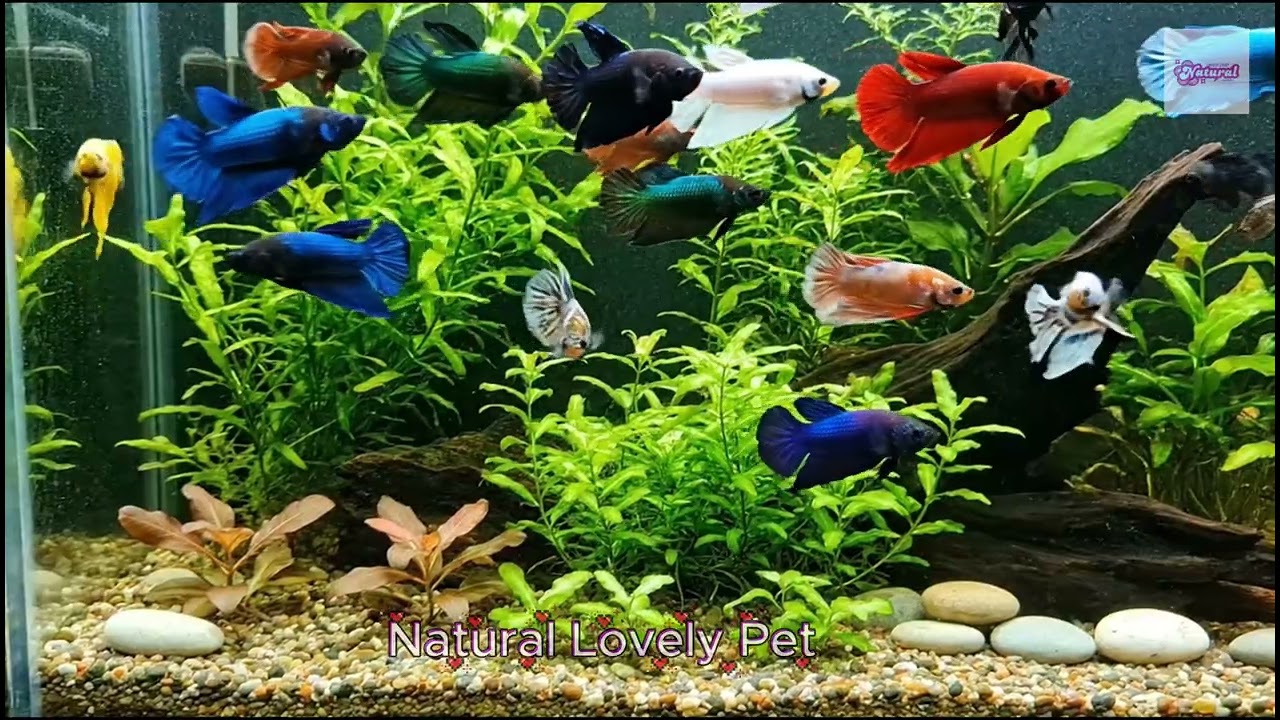 Unbelievably Rare & Beautiful Betta Fishes on Earth | Living Art in Motion #RareBetta #BettaFish