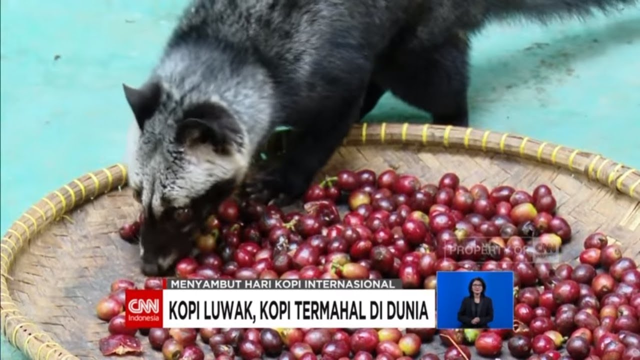 Kopi Luwak, Kopi Termahal di Dunia
