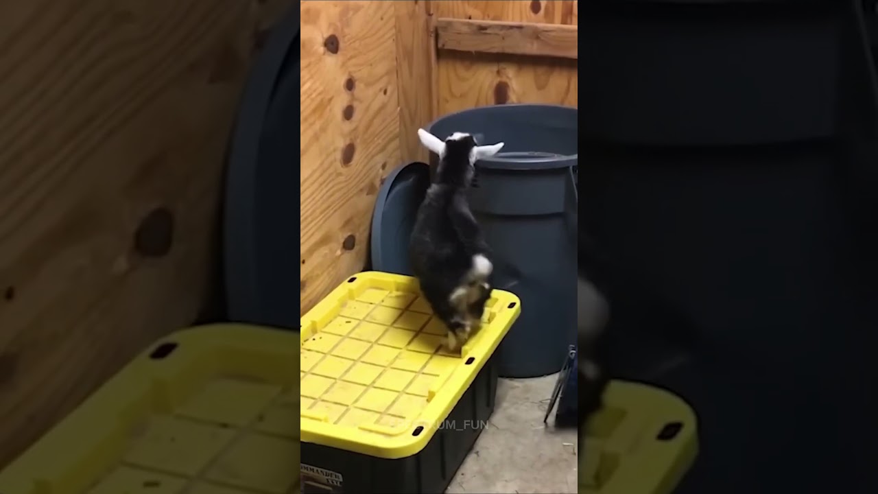 Animal videos to cure your depression!