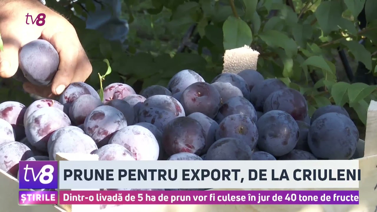 Prune de un soi rar, culese într-o livadă din Coșernița