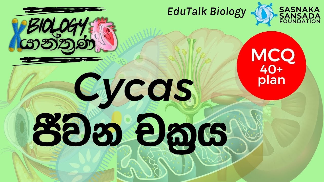 Cycas ජීවන චක්‍රය | Cycas Life Cycle | EduTalk Biology