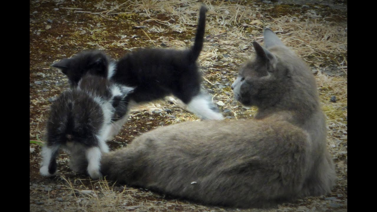 chatons jouent &agrave; attraper la queue des autres !