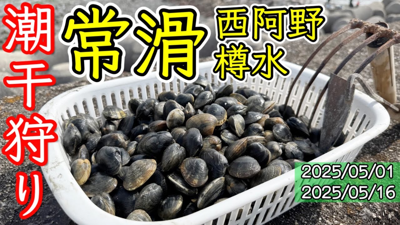 【潮干狩り】常滑西阿野 & 樽水潮干狩り場(2025/5/1~5/16)愛知知多