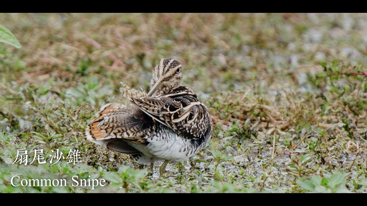扇尾沙錐 4K Nikon Z8 Z180-600mm