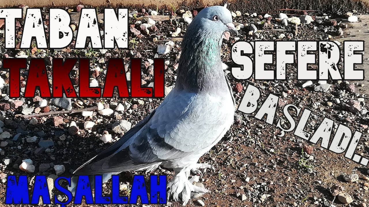 YAVRU DUMANLI TABAN TAKLALI BAŞLADI ! SEFERLİ OYUNLU TAKLACI GÜVERCİN VİDEOLARI