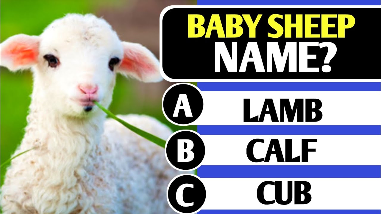 Guess this ANIMALS | Ultimate Animal Quiz & Trivia Challenge