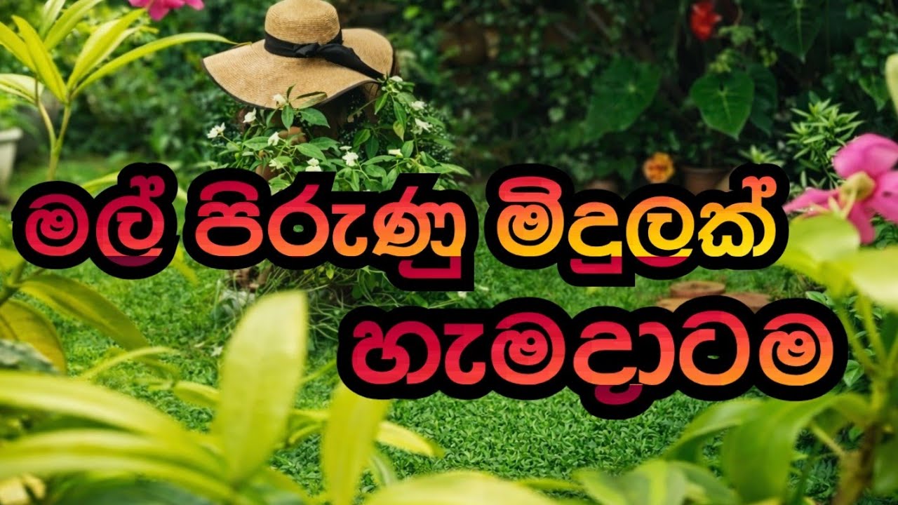 ​How to Fertilize Your Plants Correctly for Best Growth  නිවරදිව පැල වලට පොහොර දාන්නෙ මෙහෙමයි