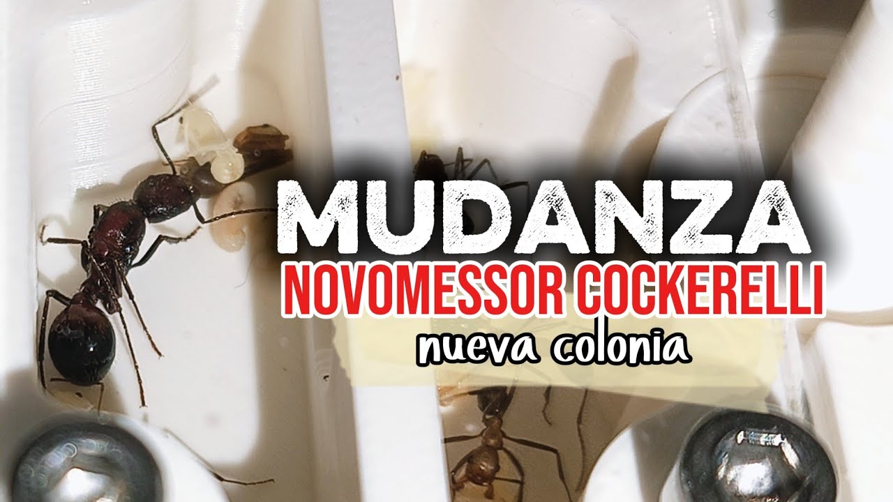 Colonia de Novomessor cockerelli: conquistando su nuevo hogar 🏠🐜