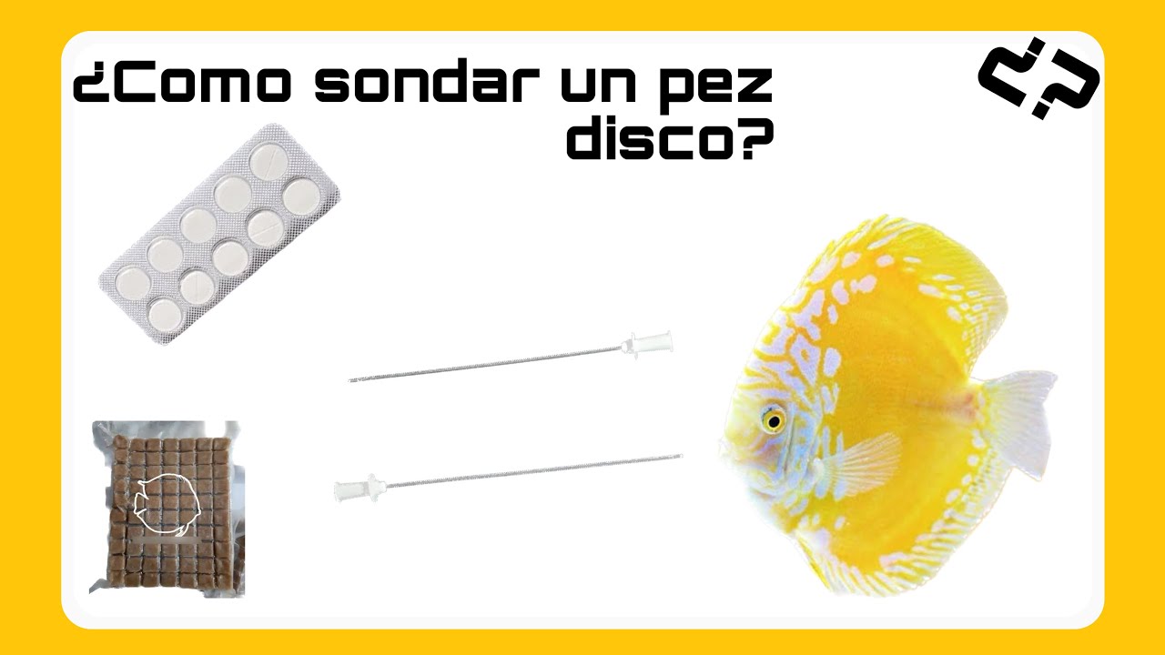 COMO SONDAR UN PEZ DISCO