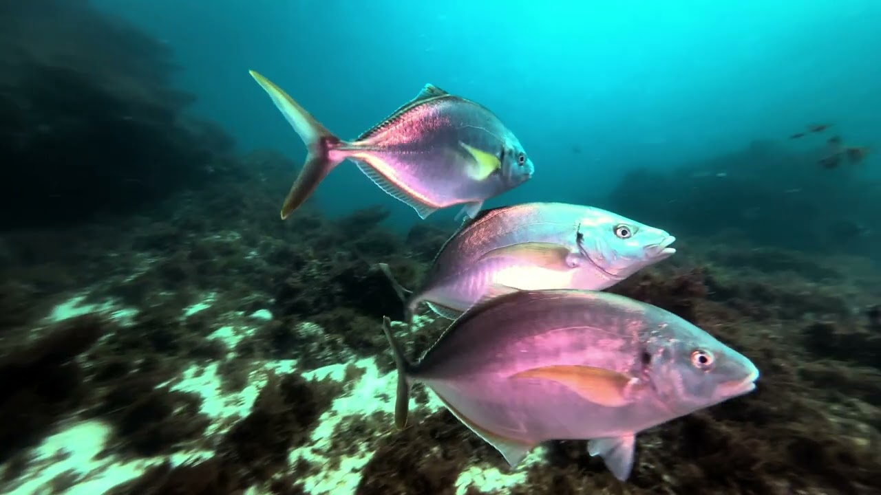 Berlengas - The Underwater Paradise