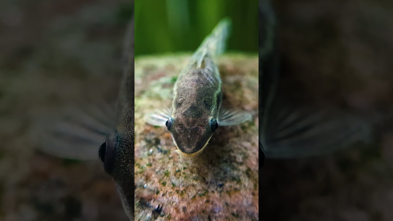 Я обнаружил 15 УДИВИТЕЛЬНЫХ соседей по аквариуму для креветок-вампиров!