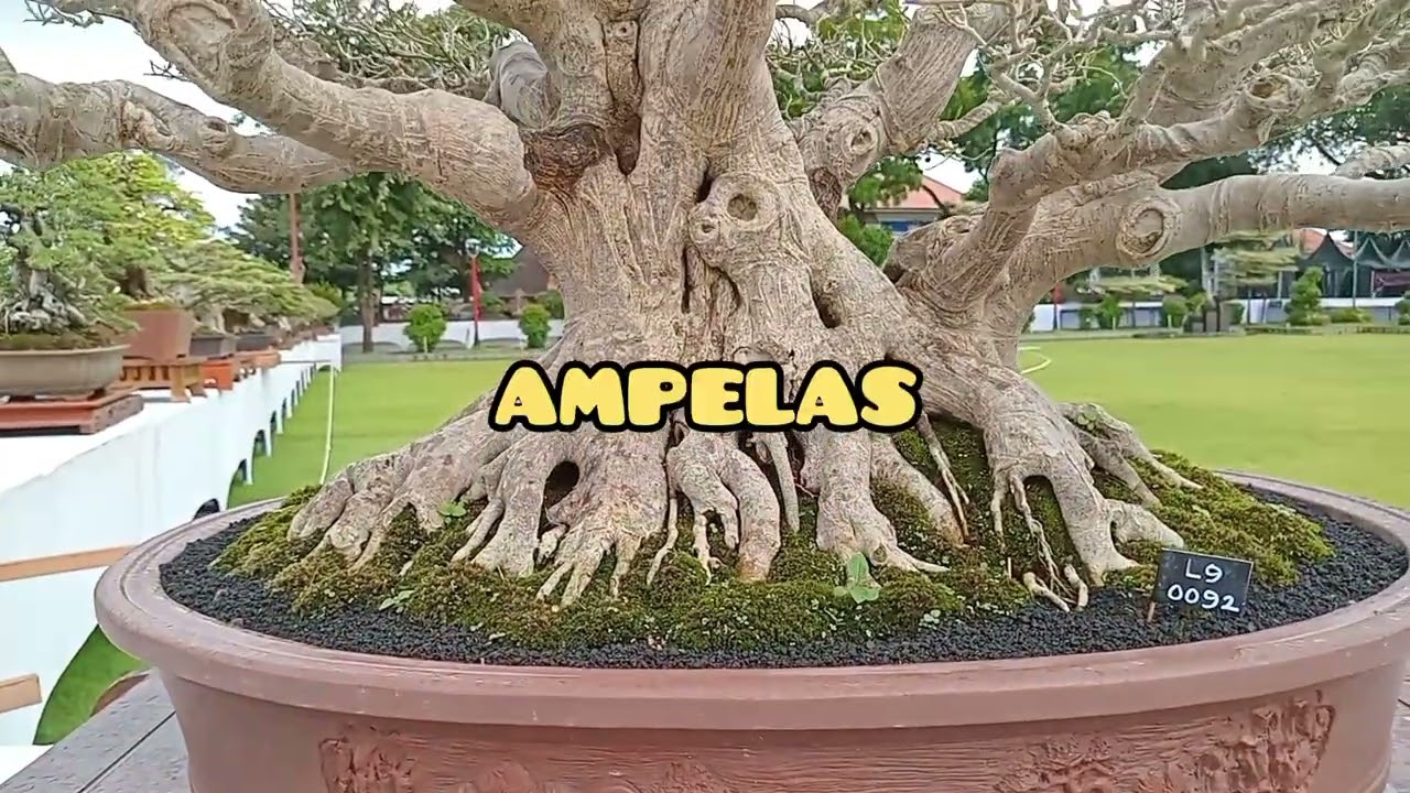 Best twenty large class bonsai.