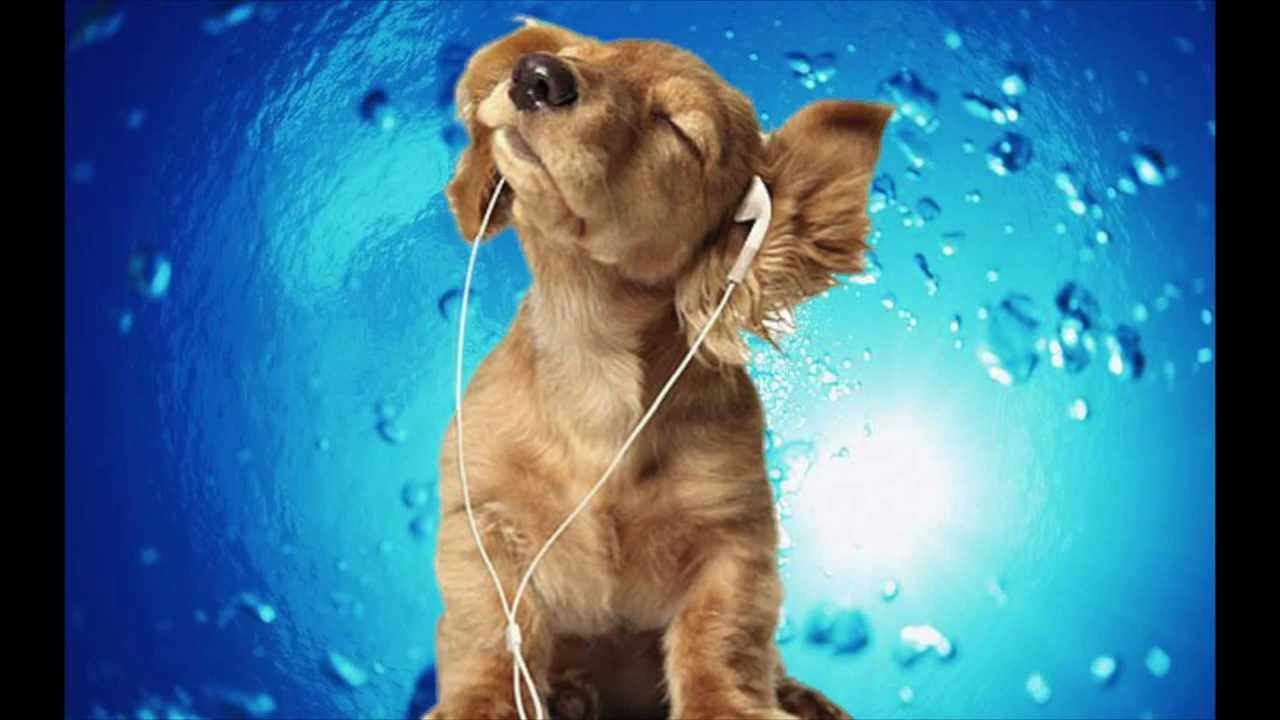 Songs For Dogs - Classical Music DESIGNED for your Dog- Ave Maria