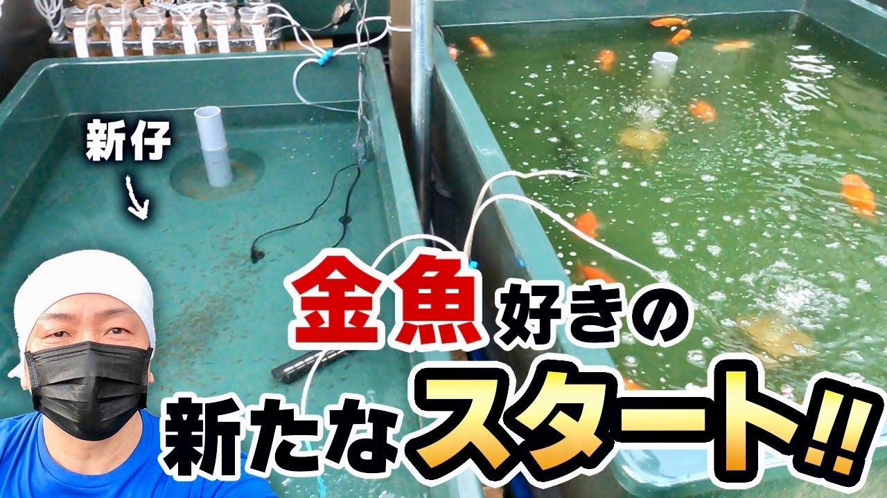 【らんちゅう】自宅飼育場をリニューアルしてから初めての「産卵」を経て新仔が誕生しました‼︎そして今後の展望もお話させていただきました。