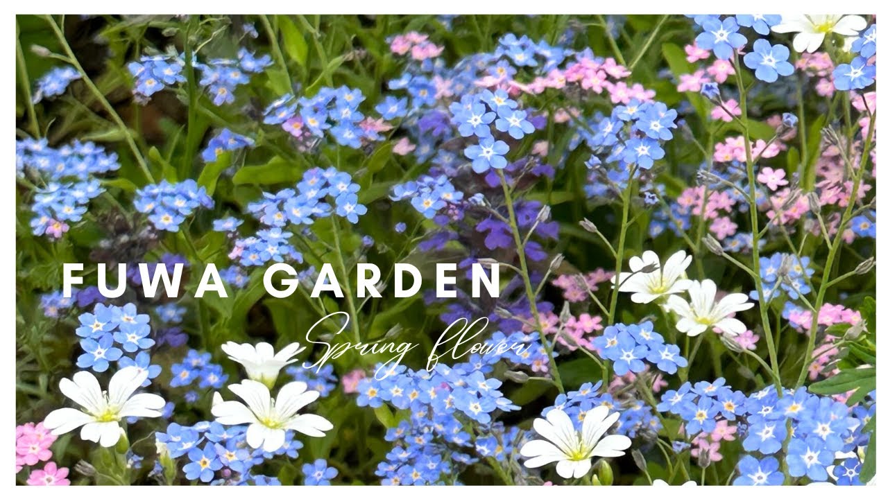 Spring 庭の花 /ビバーナムスノーボール // ワスレナグサ // 2024年5月28日