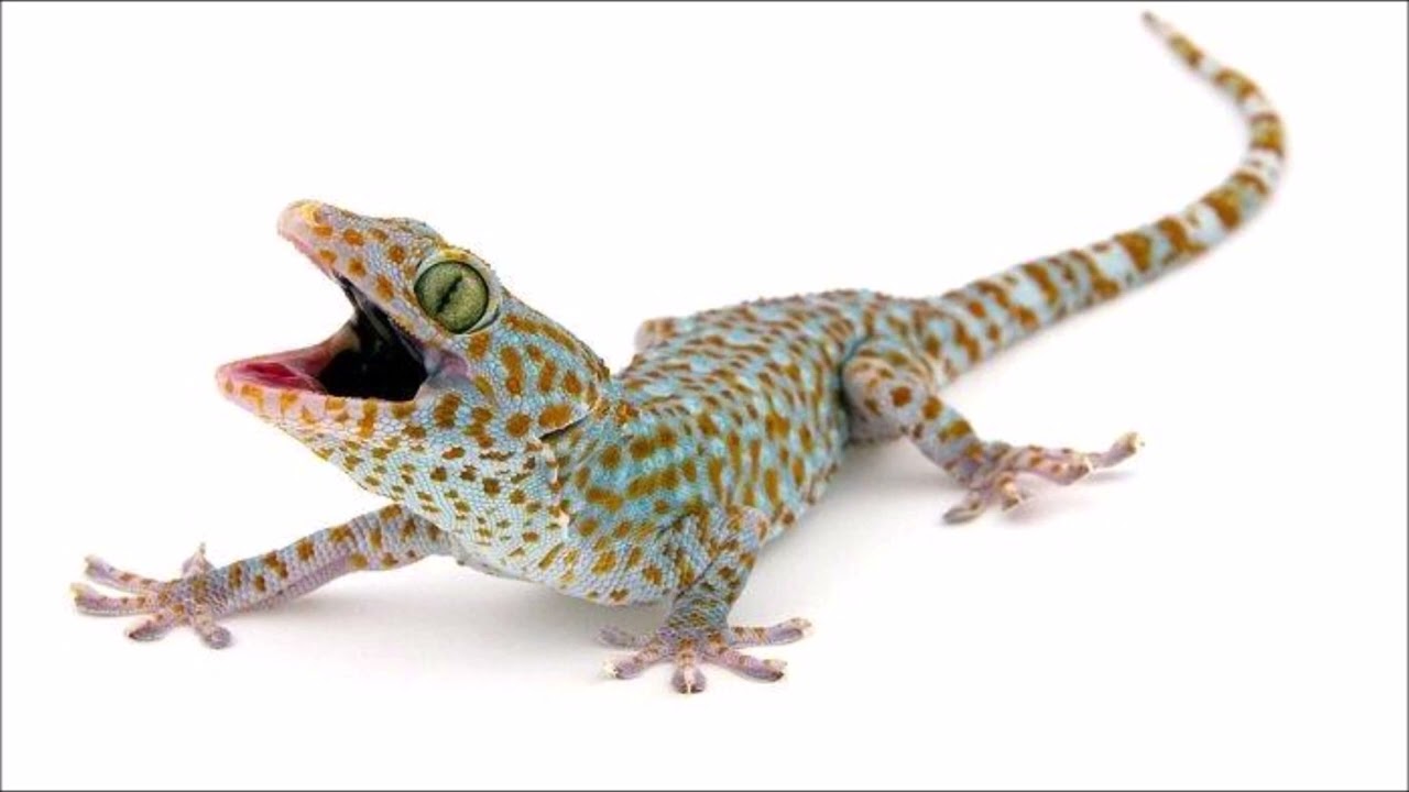 Gecko sound - 壁虎的聲音 [Suara tokek]