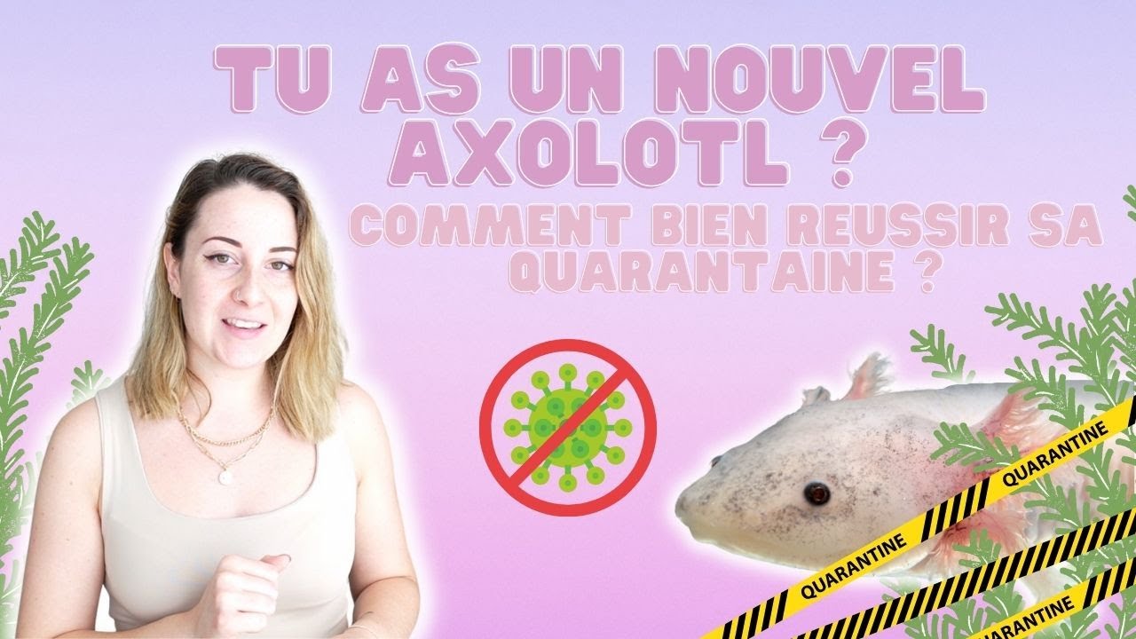 Axo News #3 Tu adopte un nouvel axolotl ? Comment réussir ta quarantaine !?