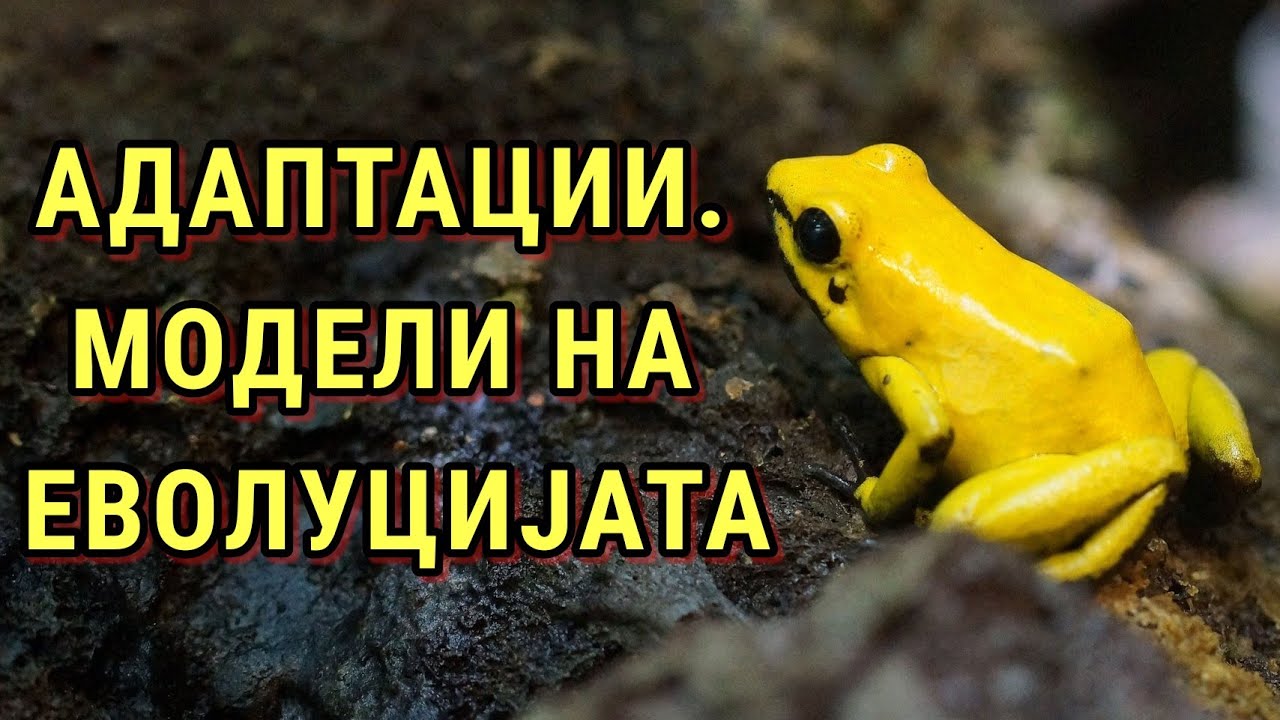 КАКО АДАПТАЦИИТЕ ИМ ПОМАГААТ НА ОРГАНИЗМИТЕ ДА ПРЕЖИВЕАТ? КОИ СЕ МОДЕЛИТЕ (НАСОКИТЕ) НА ЕВОЛУЦИЈАТА?
