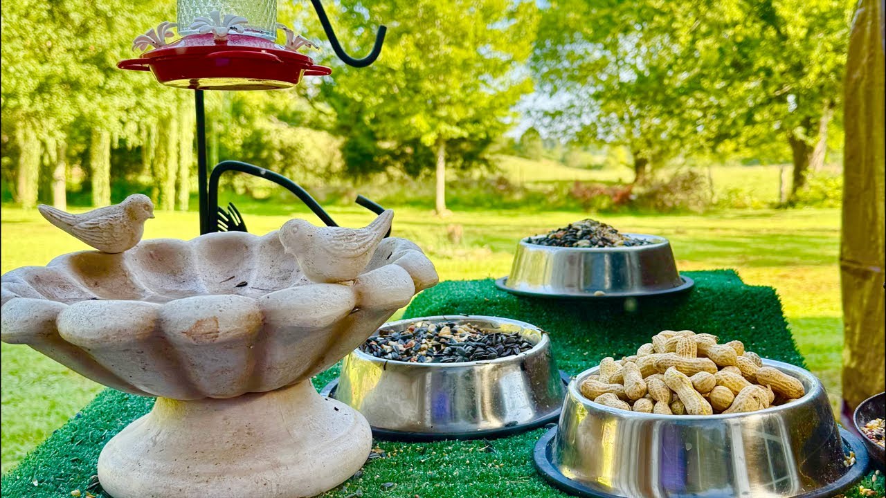 Relaxing Bird Feeder is live!