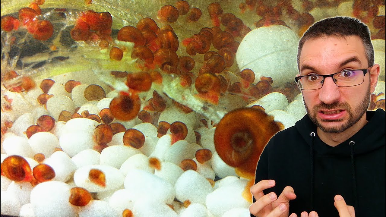 Remove Aquarium Snails Instantly! No Chemicals Needed | Works 100%