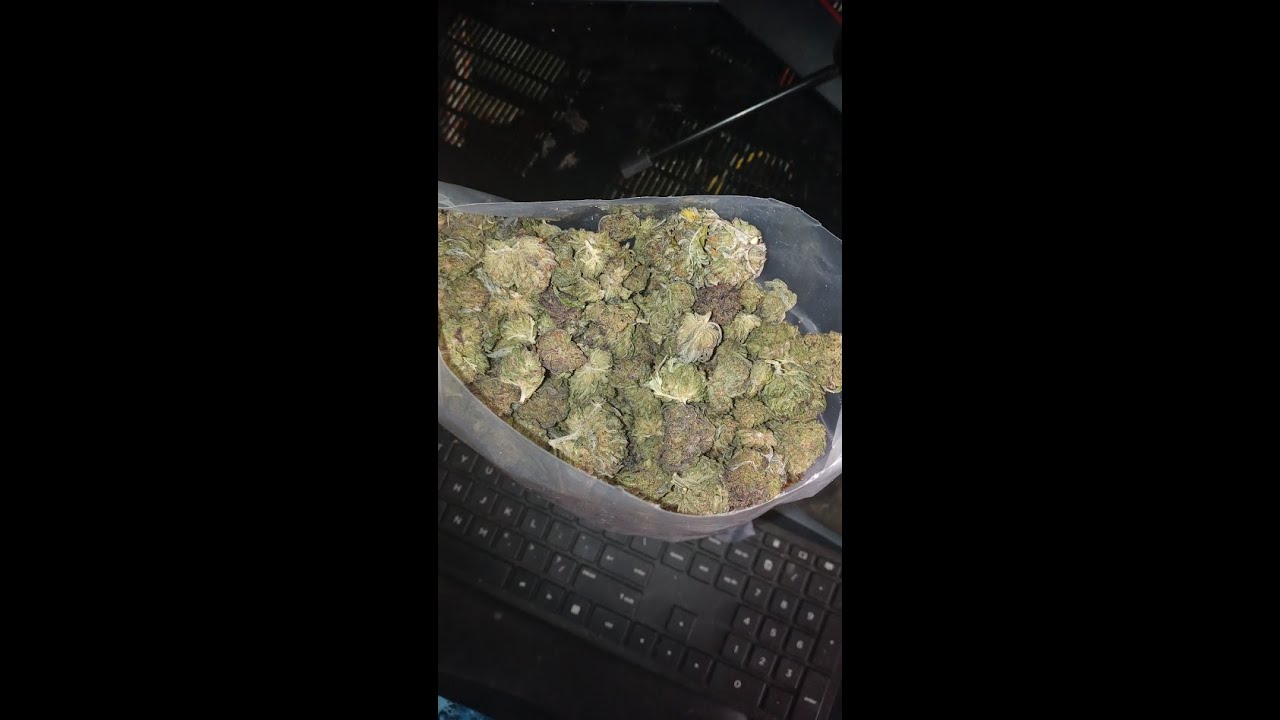 elli hou farms D8 chem fruit funk