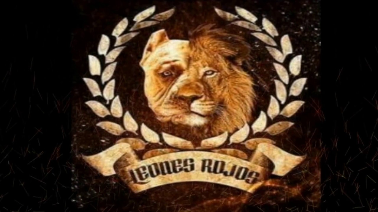 Leones Rojos American Bully