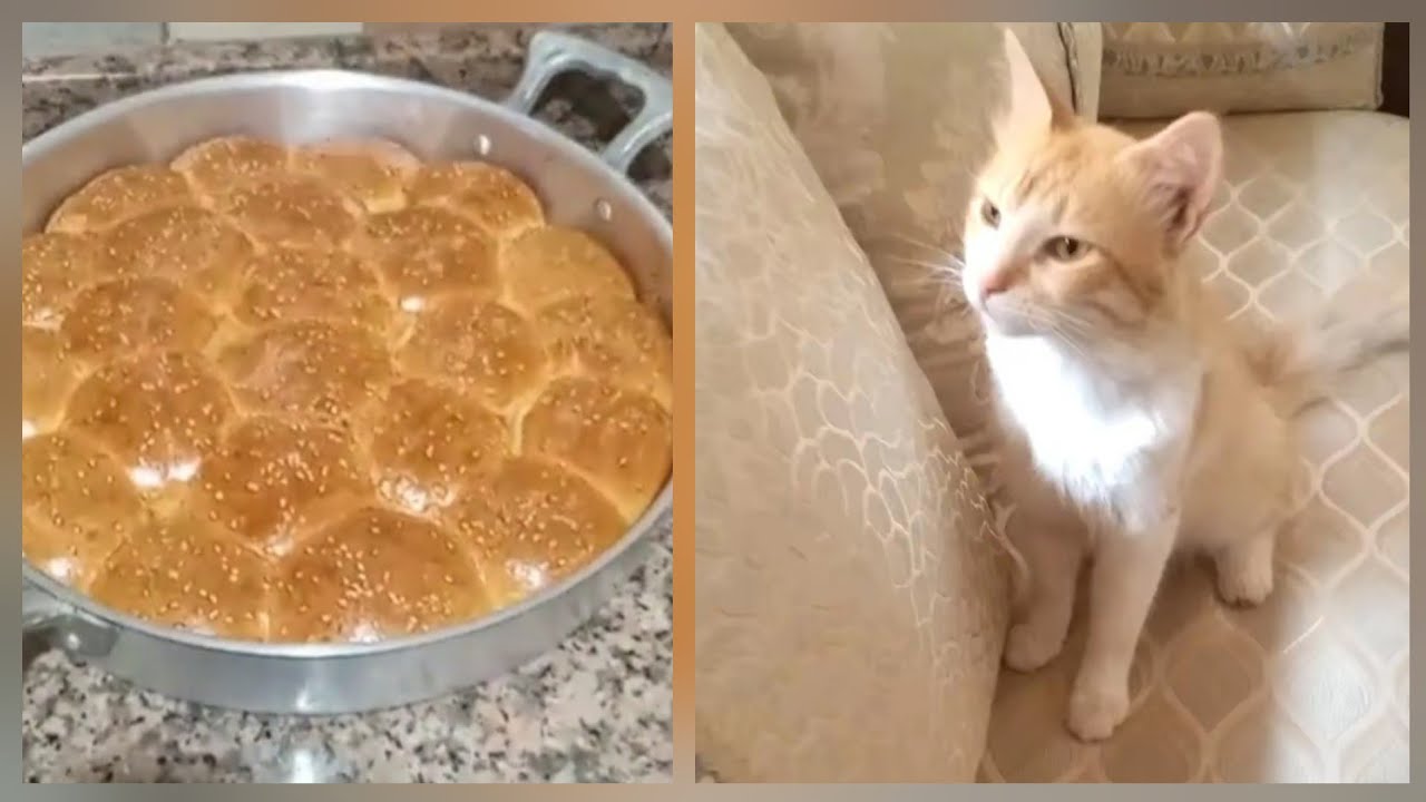 شاركت معكم نهاري كيف داز 🤗اسي درغام🐈 جاه الهبال  
