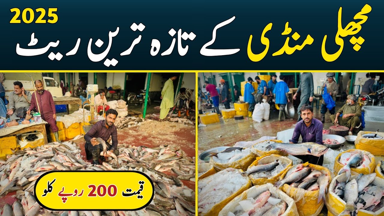 Fish Market Lahore Rates Today 2025 | Machli Mandi Lahore | Fish Wholesale Market | Cheapest Fish 