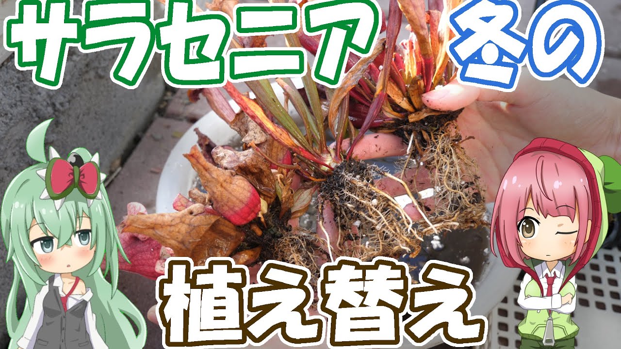 食虫植物 サラセニアの植え替え＆株分けのやり方！(入門者向け)【食虫植物TV】