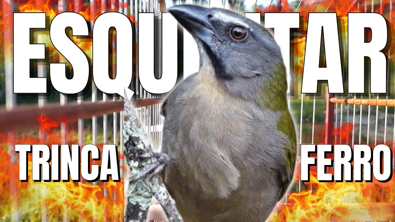 ESQUENTANDO TRINCA FERRO FRIO🟢LEVANTE SEU TRINCA FERRO 🟢MELHOR ESQUENTAR TRINCA FERRO CANTANDO