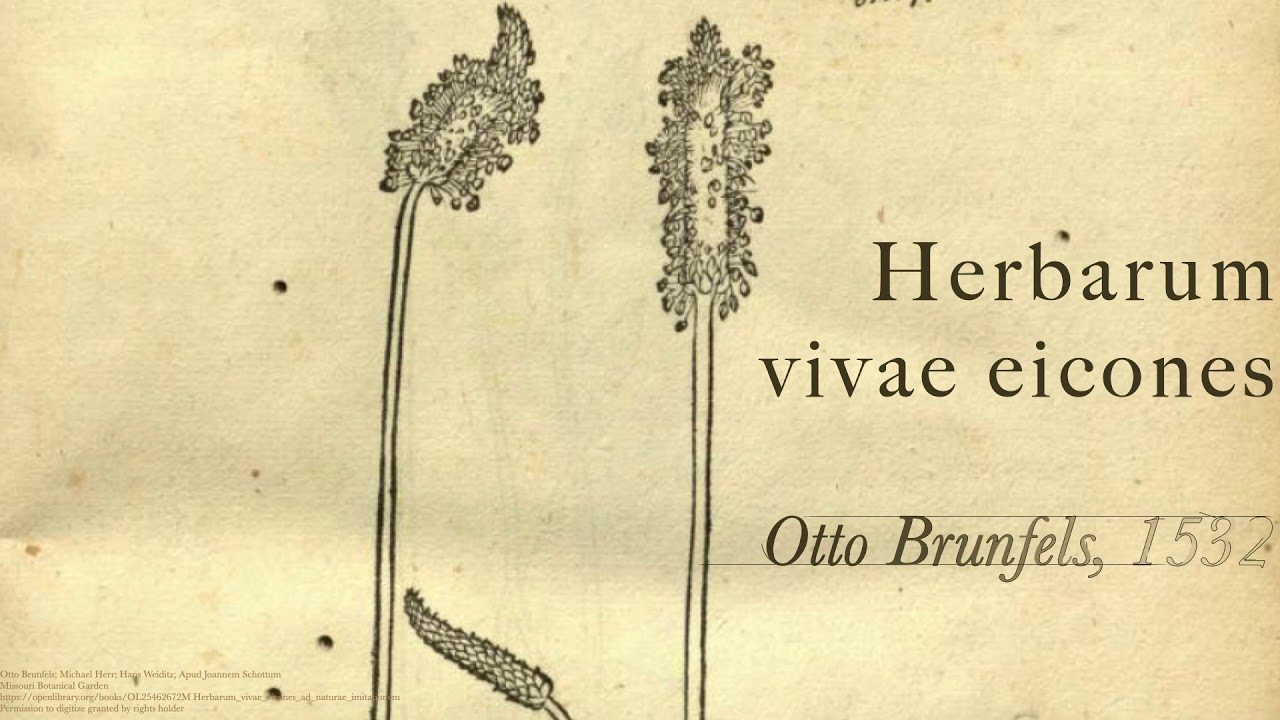 Erbari figurati. La rinascita del naturalismo - Liceo Classico 