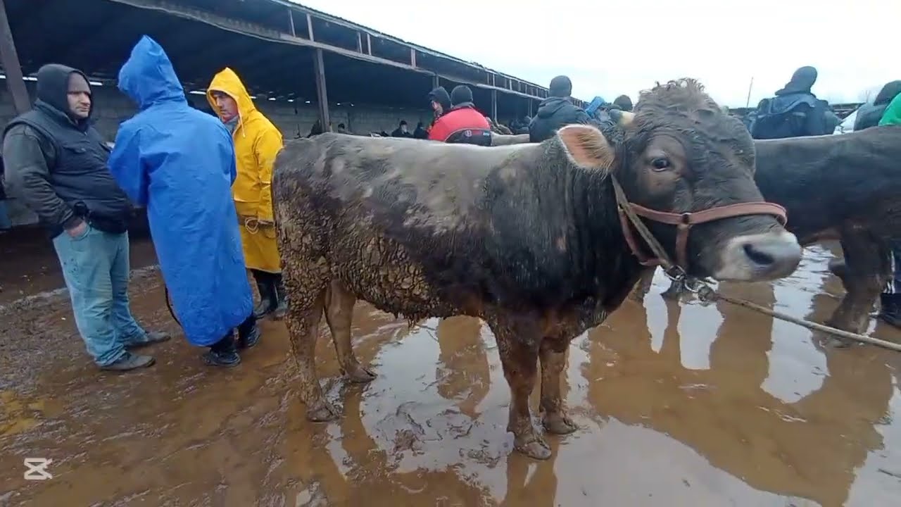 МОЛБОЗОРИ ХОЧИ ШАРИФ 6 ФЕВРАЛЯ 2026 г