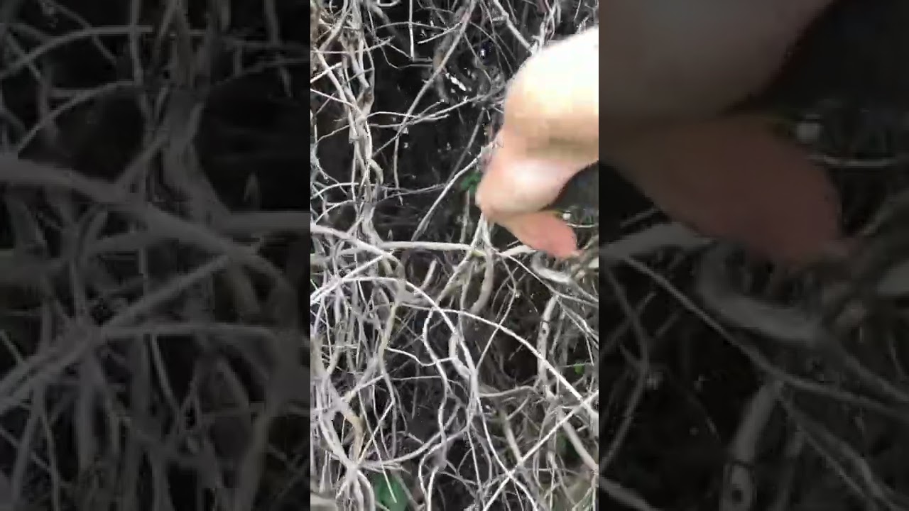 Saving a tree from Japanese Honeysuckle vine