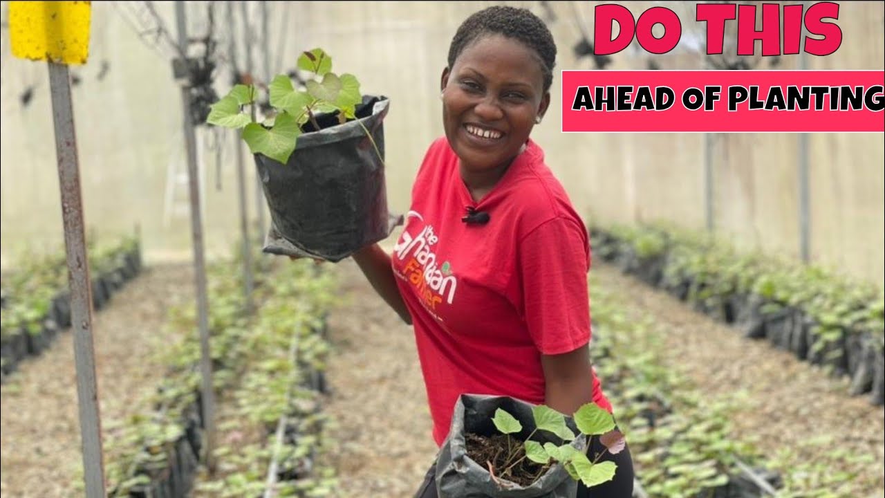 Easiest Ways We Preserve & Multiply Over 700 Pieces Of Sweet Potatoes Vines In The Greenhouse .