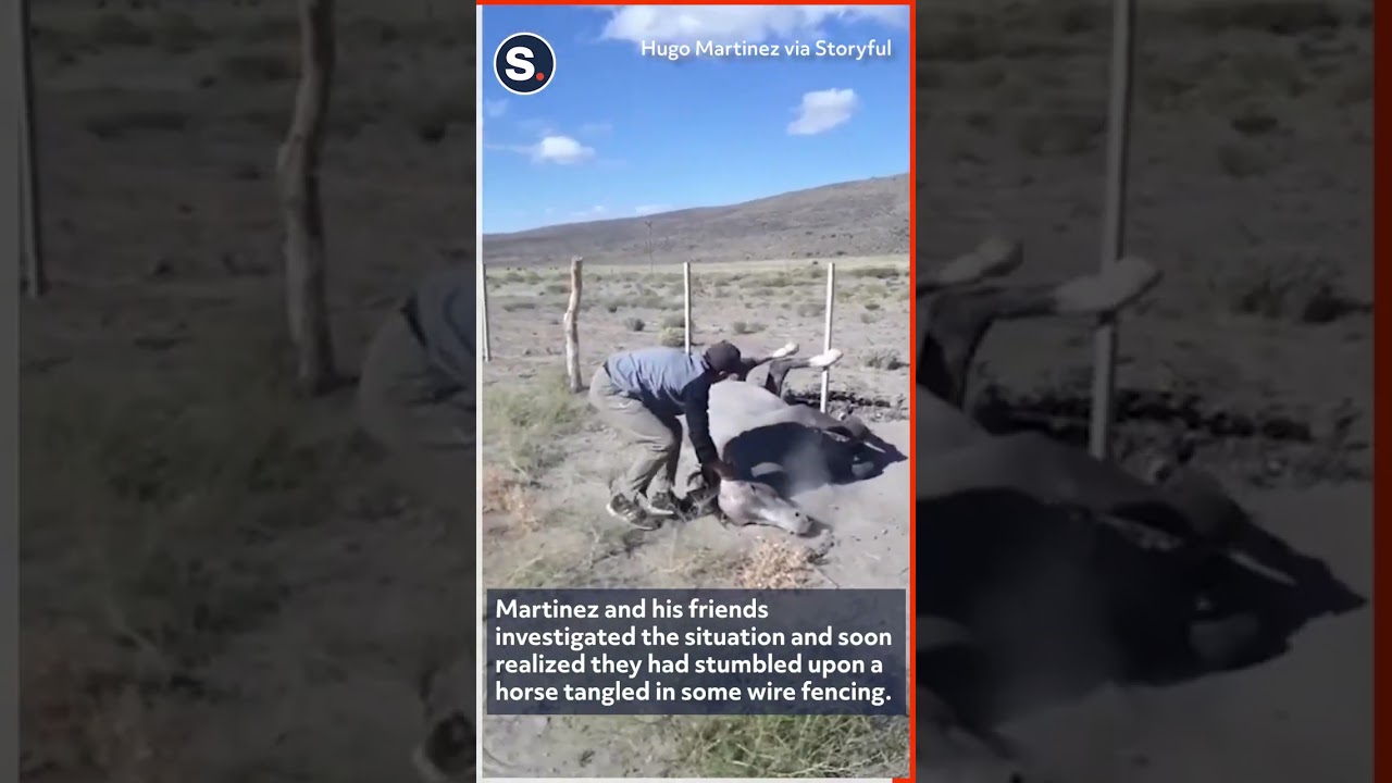 Tangled Wild Horse Rescued From Wire