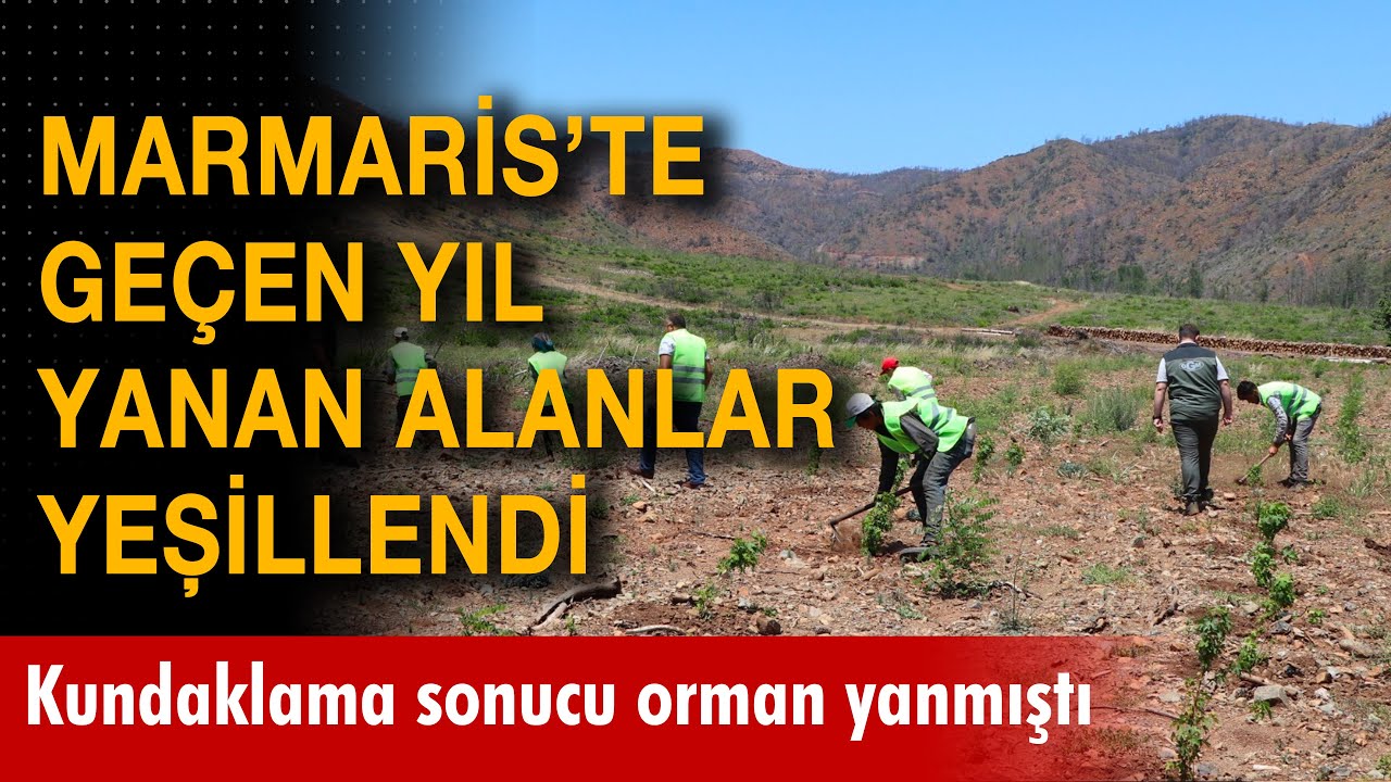 Marmaris'te geçtiğimiz yıl yanan alanlar yeniden yeşerdi
