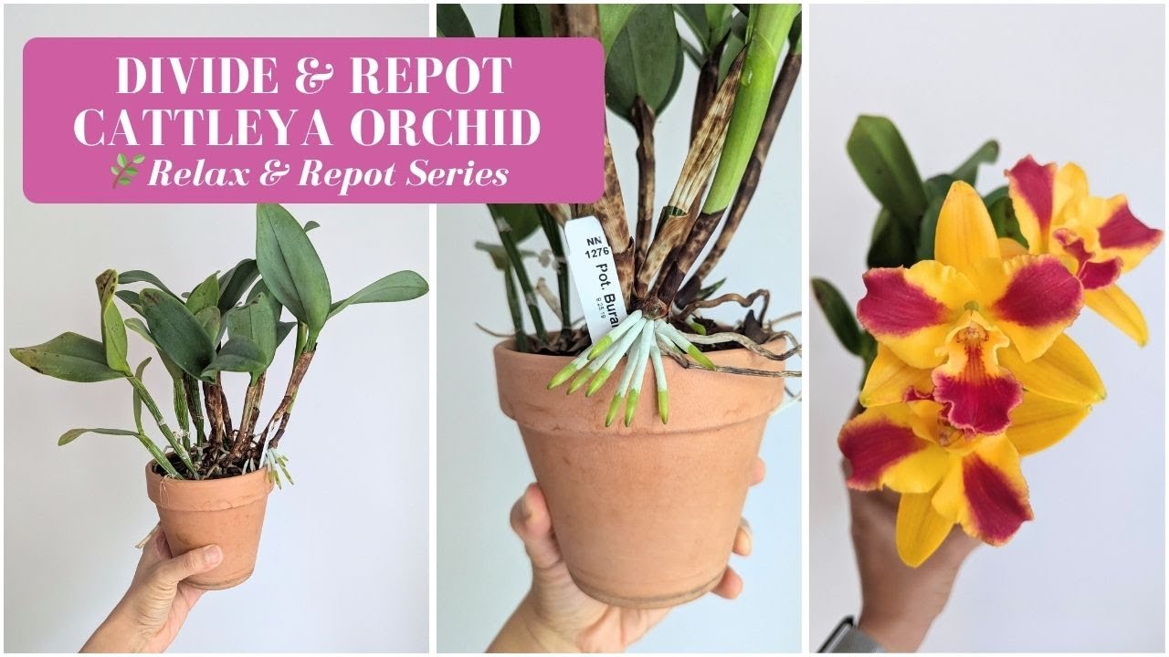 Calm Orchid Care | Divide & Repot a Cattleya With Me