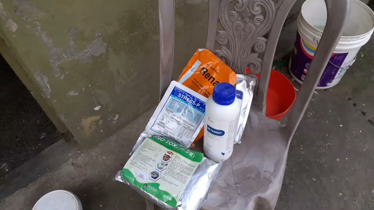 160 #টস-রেসের আগে রেসার কবুতর  উড়ানোর এবং রিকভারির জন্য কিছু পরামর্শ!!