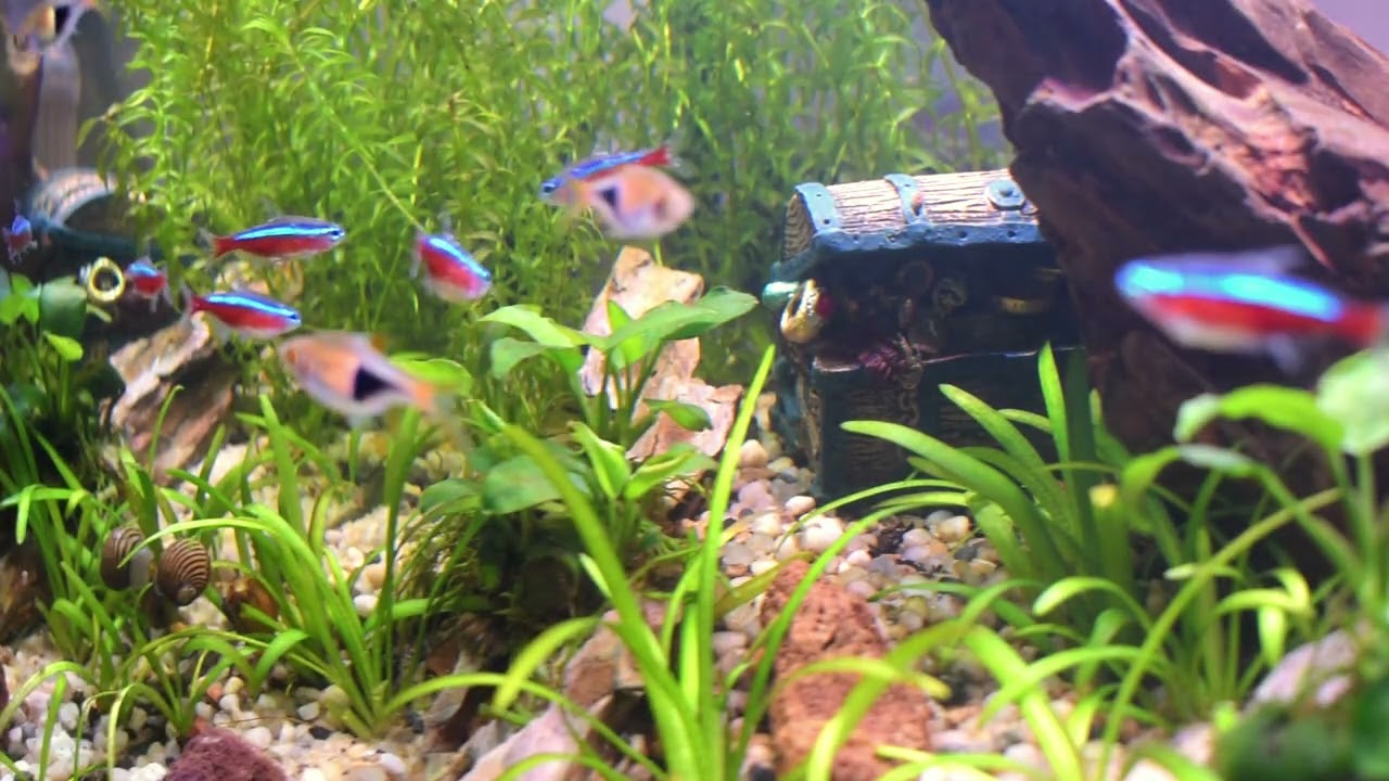 Peaceful Aquarium Ambience for Deep Relaxation