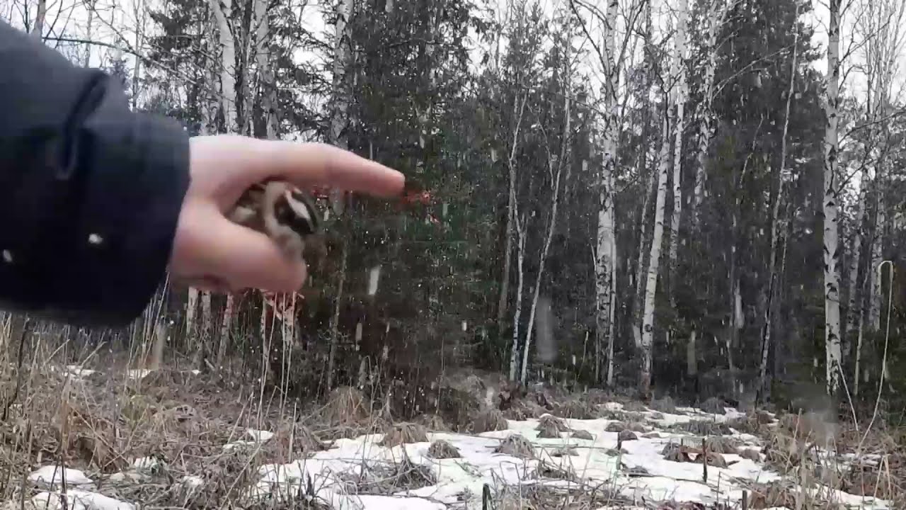 Ловля овсянки ремеза и чёрного дрозда