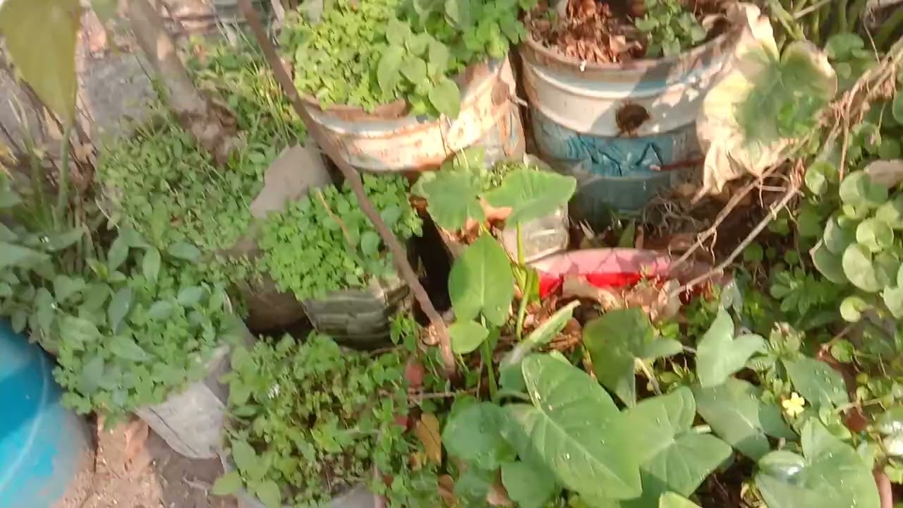 ছাদ বাগানে চারা গাছ রোপন করলাম ও ছাদ পরিষ্কার করে দিলাম।
