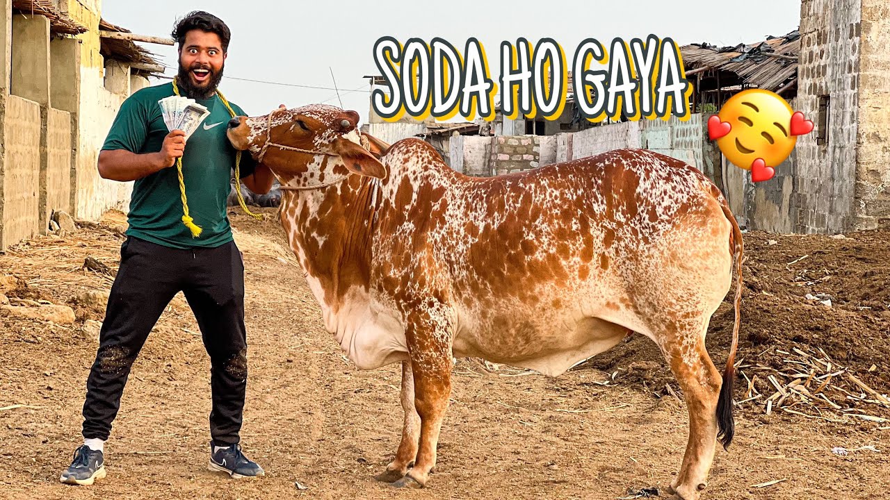 ALHAMDULILLAH 1 LAKH 30 HAZAR KA KHUBSURAT JANWAR KA SODA HO GAYA 🙈 | SYED FAHAD | BAKRA EID