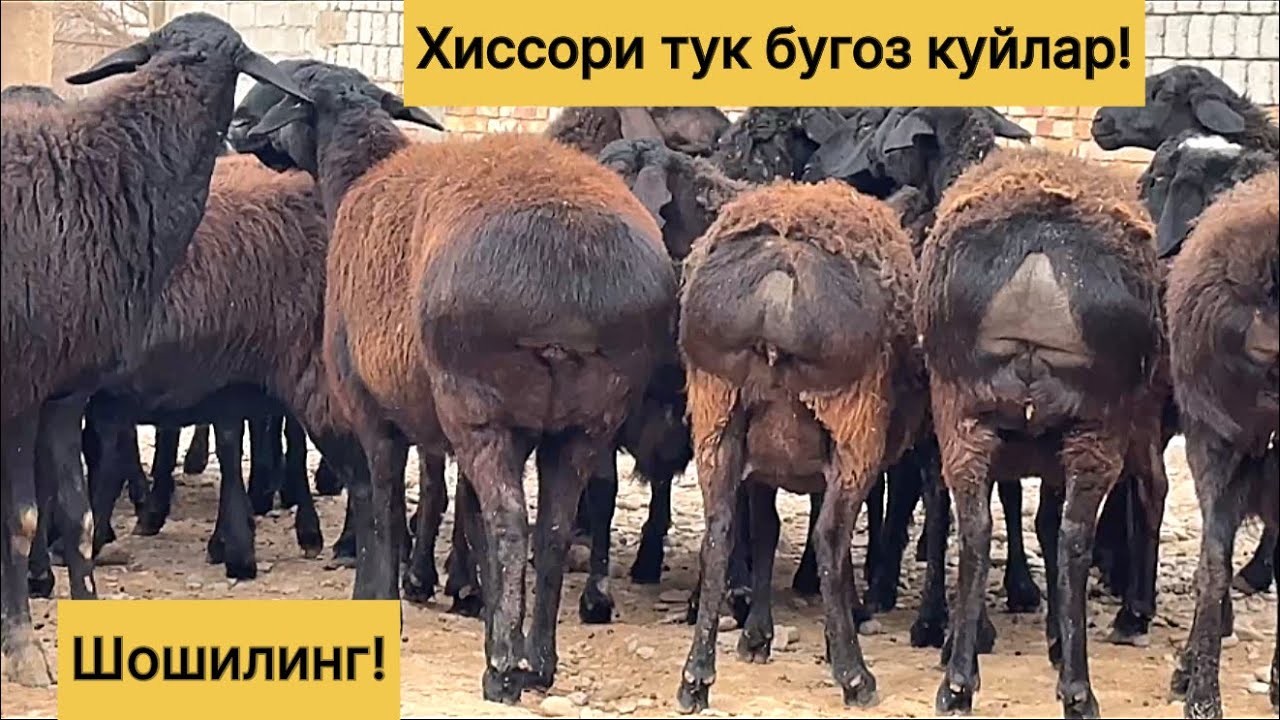 Диккат! Сотилди! Хиссори тук бугоз куйлар! 