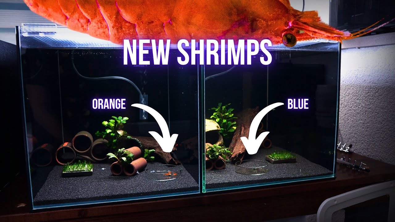 I MADE TWO NEW BREEDING AQUARIUMS for NEOCARIDINA SHRIMPS | BREEDING for PROFIT