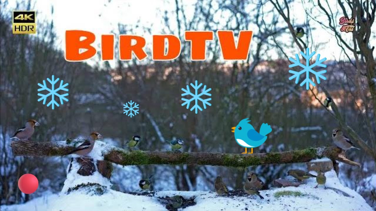 Cat tv😻Frost & Sun with Birds🐦📺4K HDR ♫ 5.1