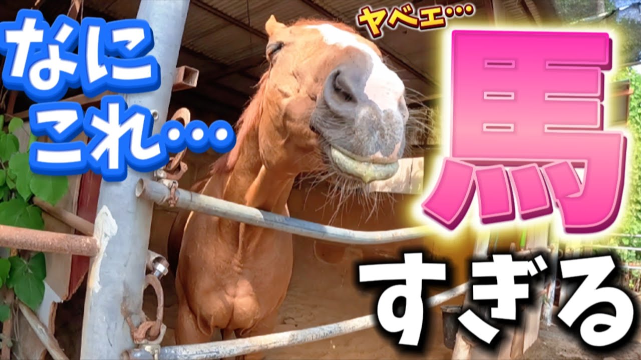 「なにこれ…馬い。」ある物が美味すぎて引退競走馬きんちゃんの顔がこうなっちゃいました…【ツルマルボーイ様のシモベ】